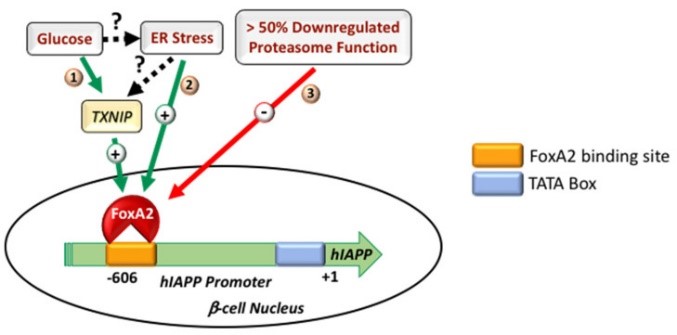 Regulatory mechanisms driving IAPP transcription in normal and stressed pancreatic β-cells.jpg